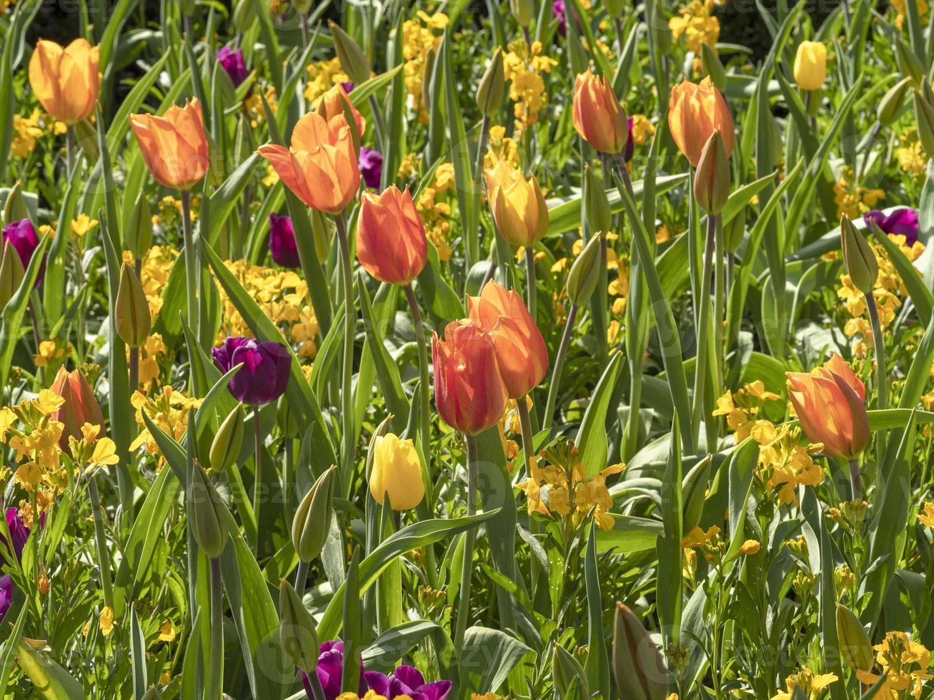 gemengde tulpen en muurbloemen in een tuin foto
