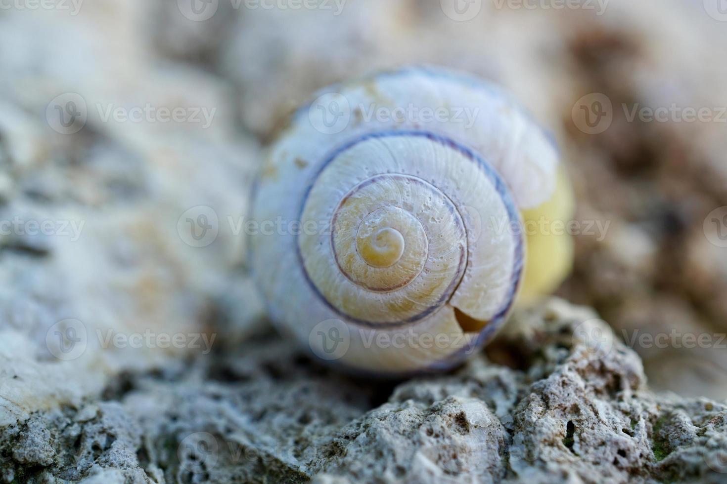 kleine witte slak in de natuur foto