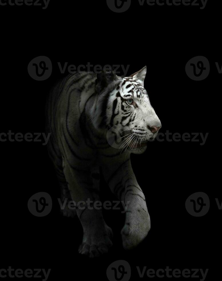 witte Bengaalse tijger geïsoleerd foto