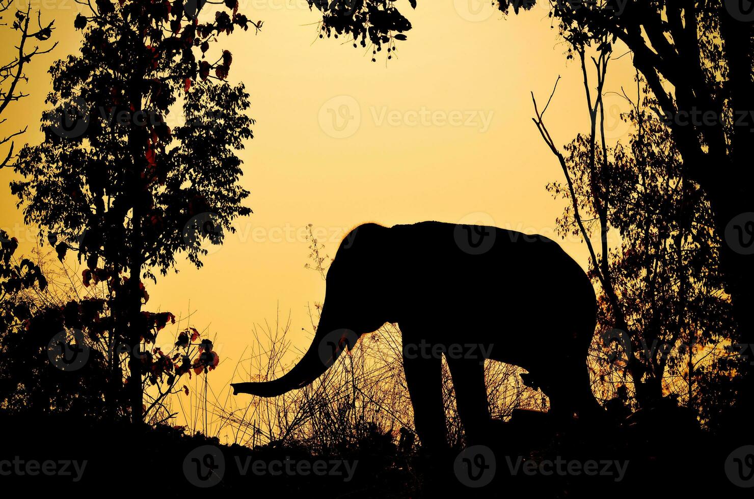 Azië olifant in het bos foto