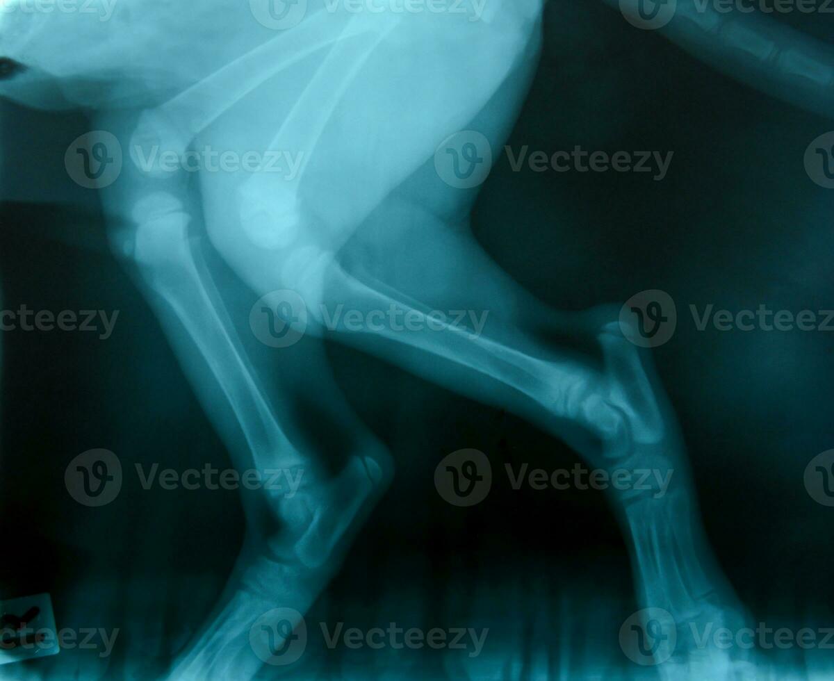 X straal afbeelding van wild dier foto