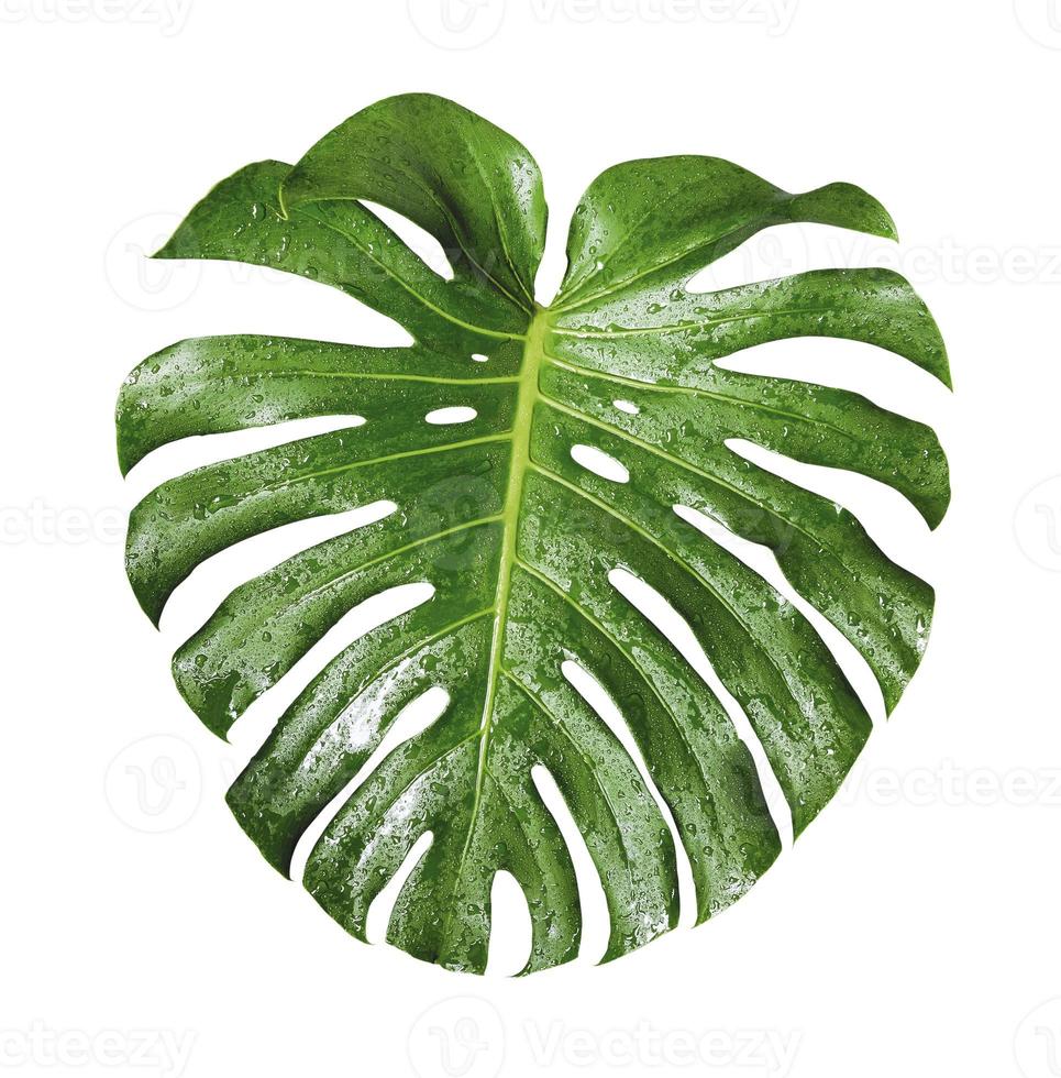 Monstera deliciosa tropisch blad en waterdruppel geïsoleerd op een witte achtergrond met uitknippad foto