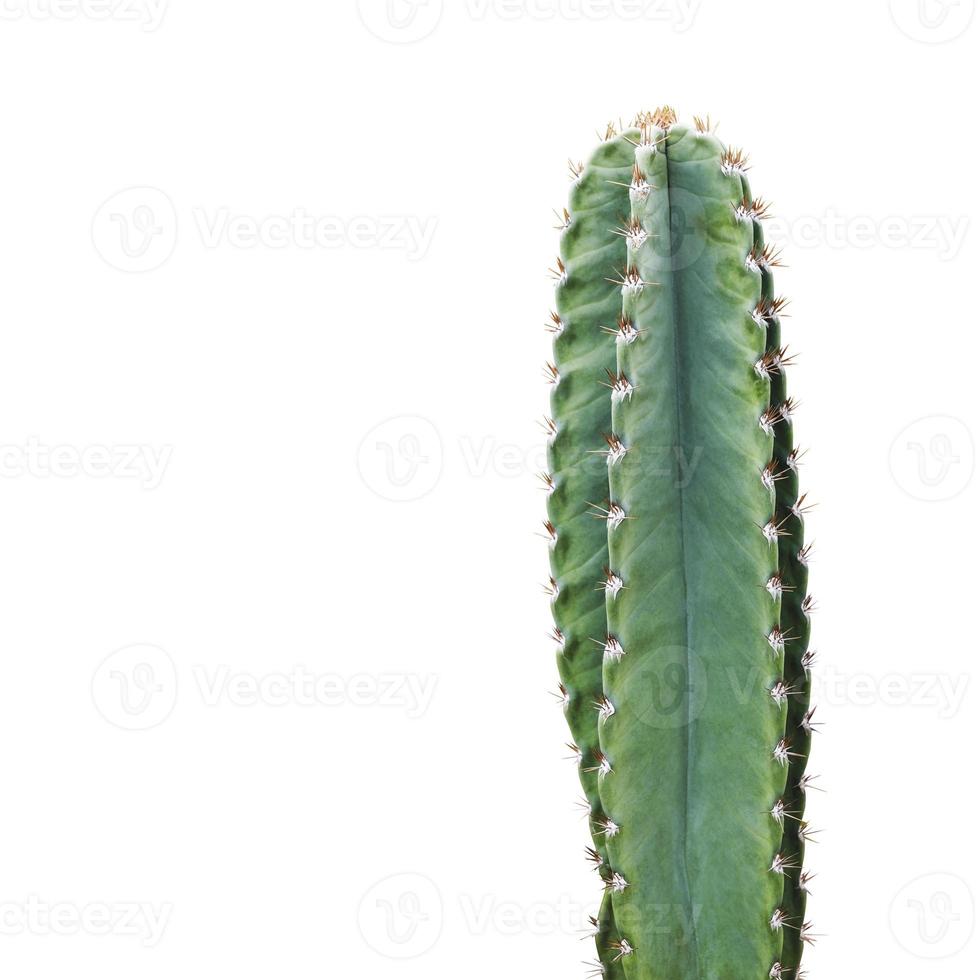 cactus geïsoleerd op een witte achtergrond minimale zomer met uitknippad foto