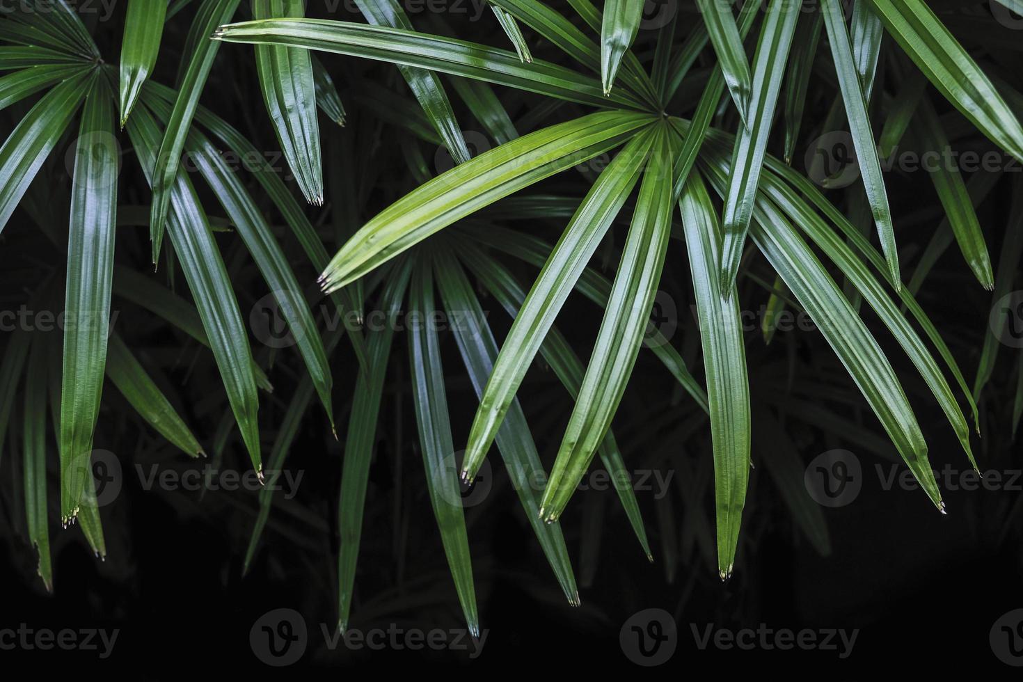 rhapis excelsa of dame palmboom op de achtergrond van de tuin tropische bladeren foto