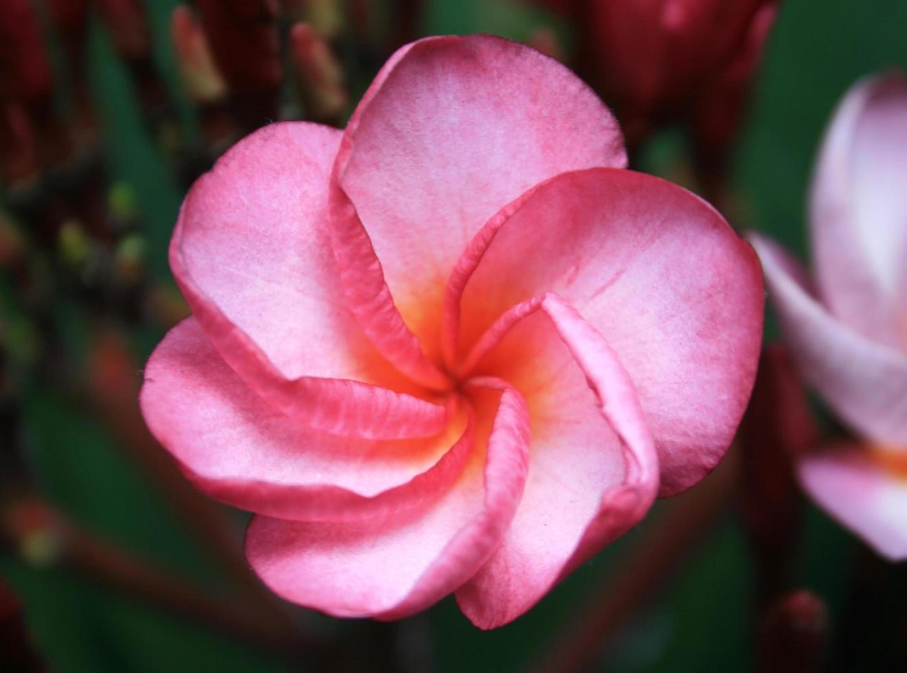 frangipani bloem of leelawadee bloem foto