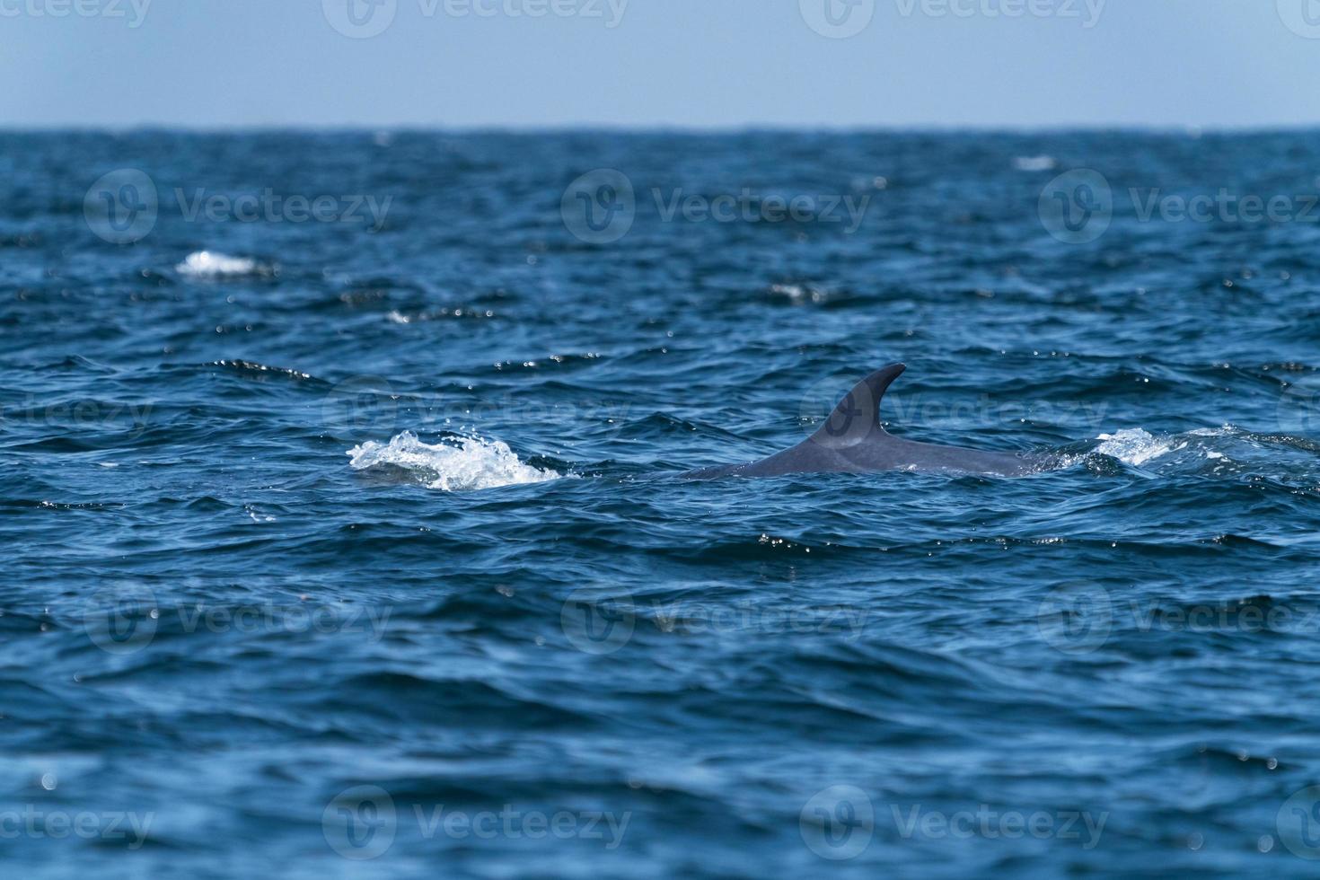 bruda-walvis die tot de oppervlakte zwemt die bij de golf van thailand toont foto