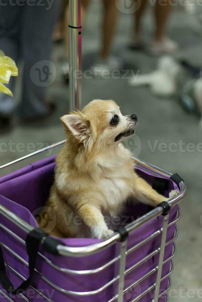 dichtbij omhoog lief wit pommeren hond op zoek omhoog met schattig gezicht in de hond kar in huisdier expo hal foto