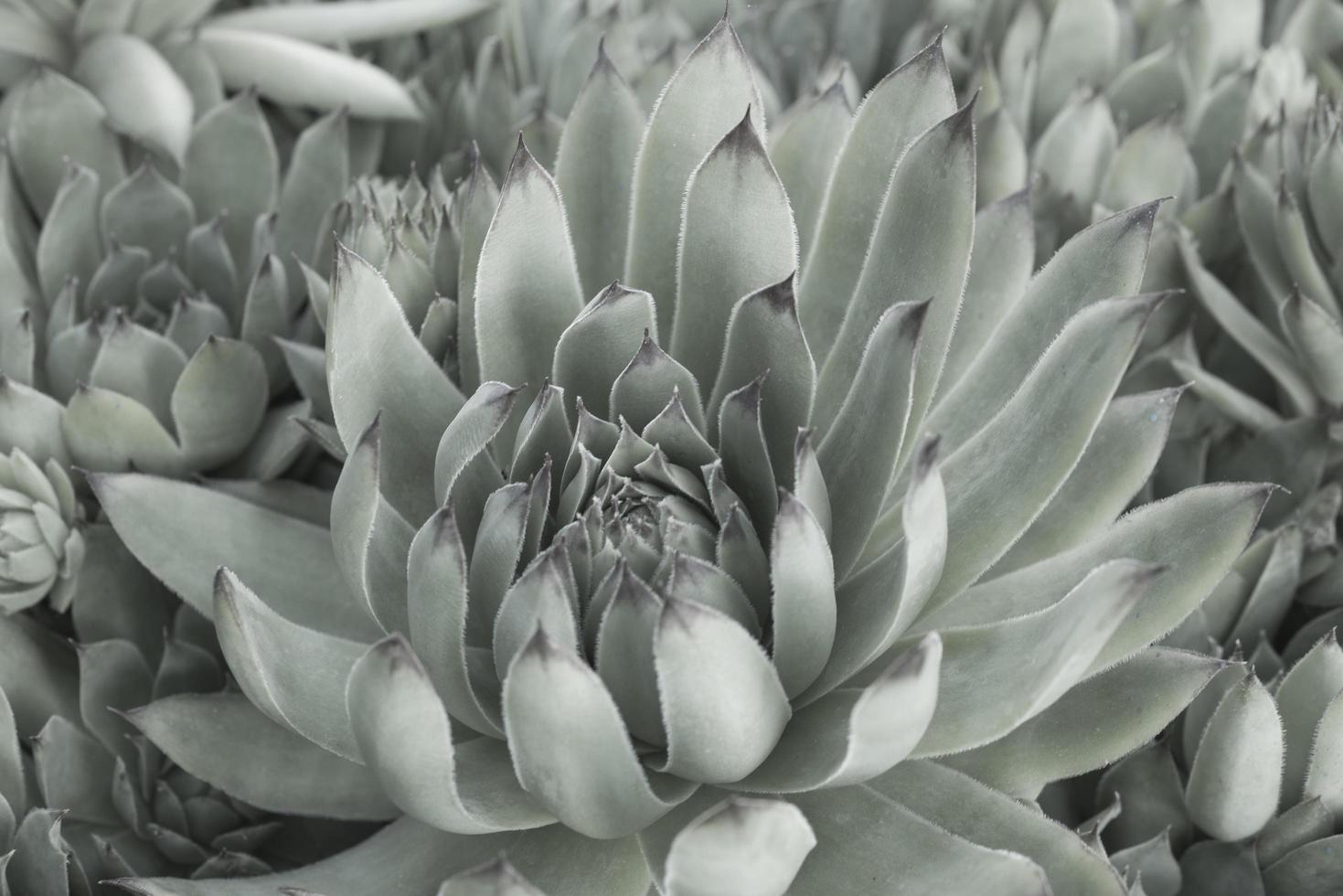 achtergrond van bleke groene vetplanten close-up textuur van vetplanten foto