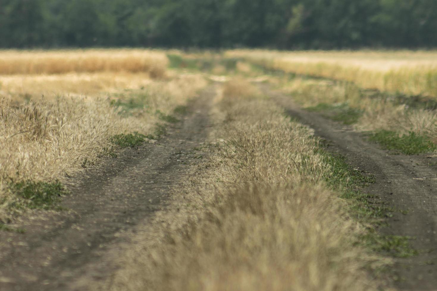 veldweg er is een bos aan de horizon foto