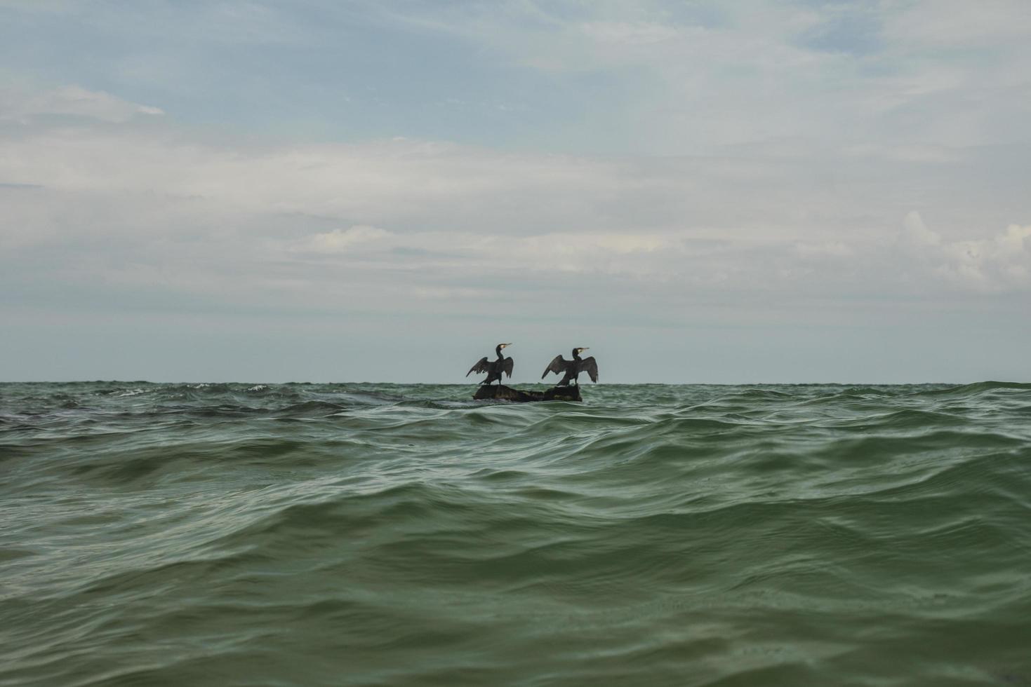 twee aalscholvers drogen hun vleugels op een steen in het midden van de zee foto