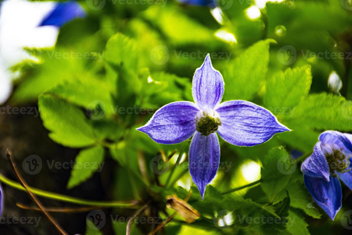 blauwe wilde clematis foto