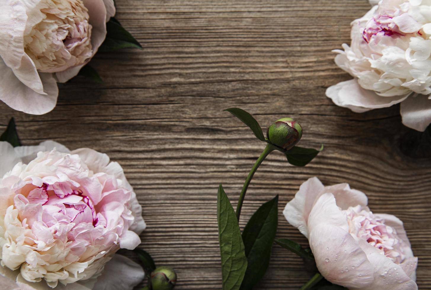 roze pioenbloemen als border foto