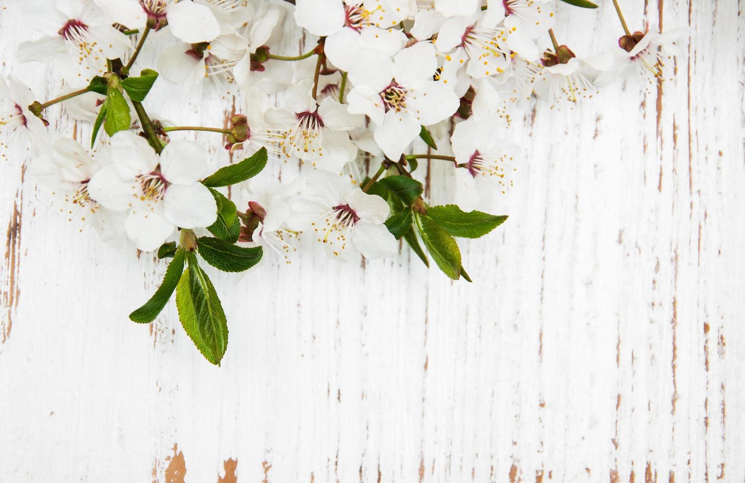 lente abrikozen bloesem op een oud hout achtergrond foto