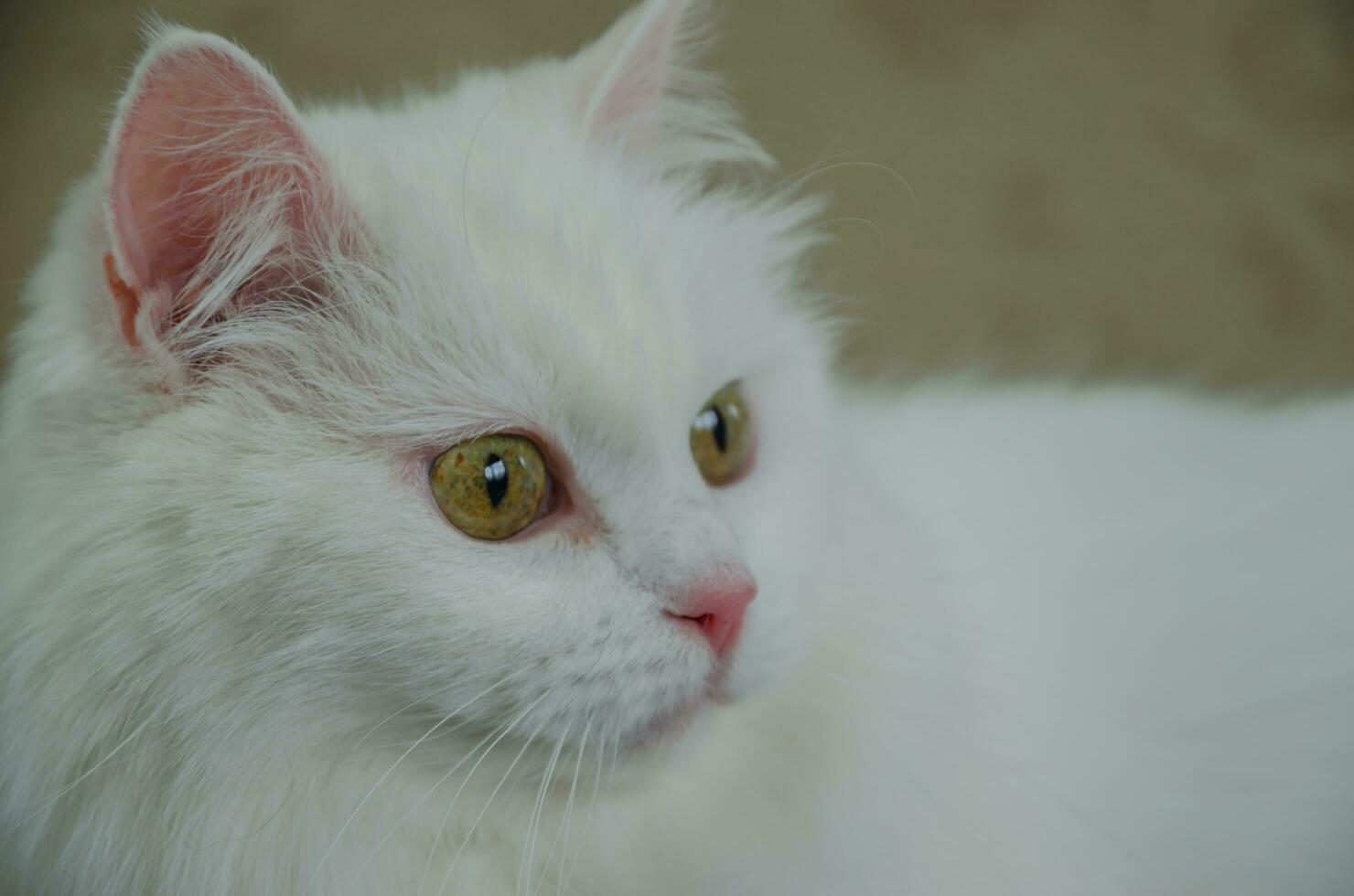 portret van een wit kat met groen ogen foto