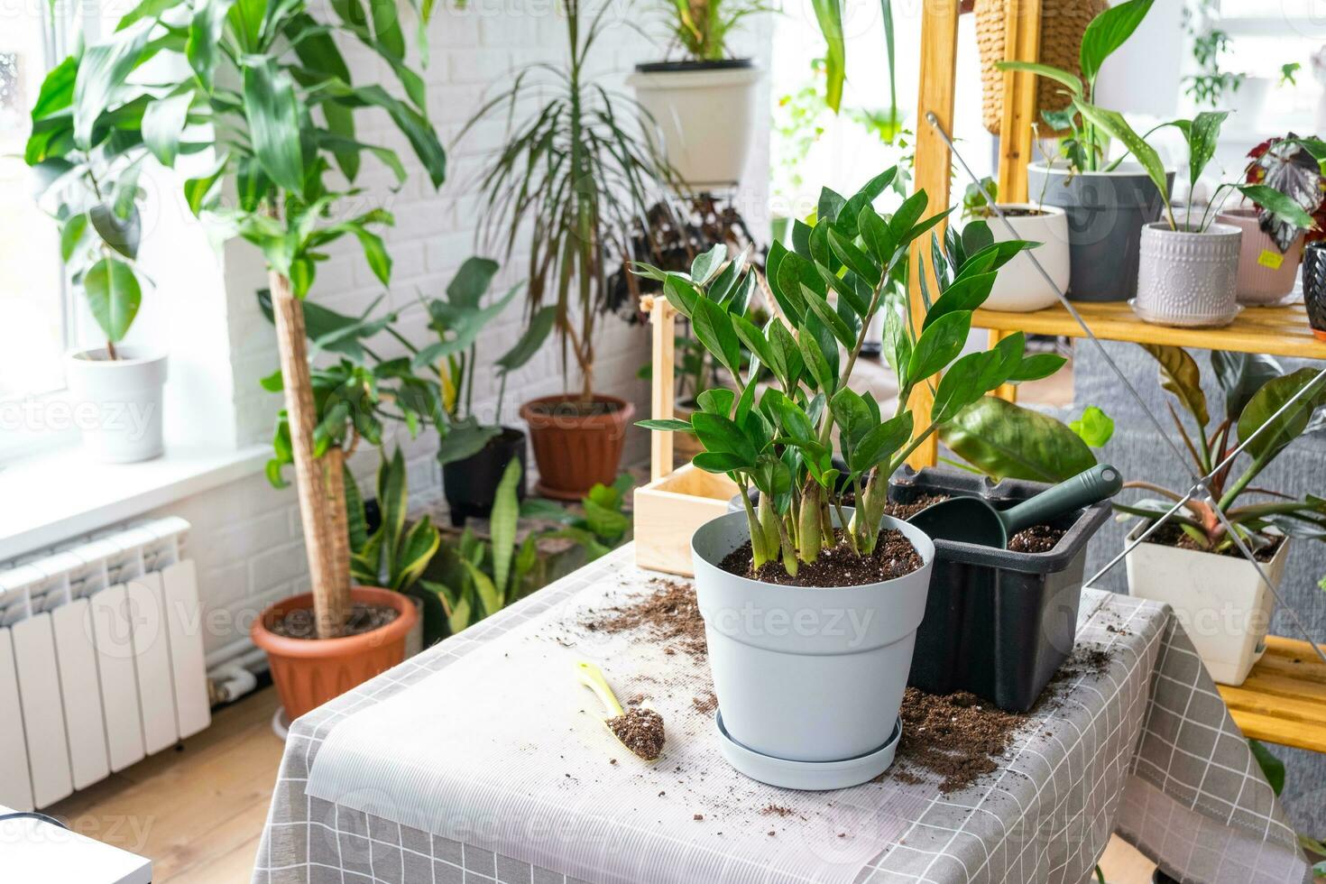 verpotten een huis fabriek sappig zamiokulkas in nieuw pot. zorgzaam voor een ingemaakt plant, lay-out Aan tafel met bodem, Schep, sier- bloempot foto