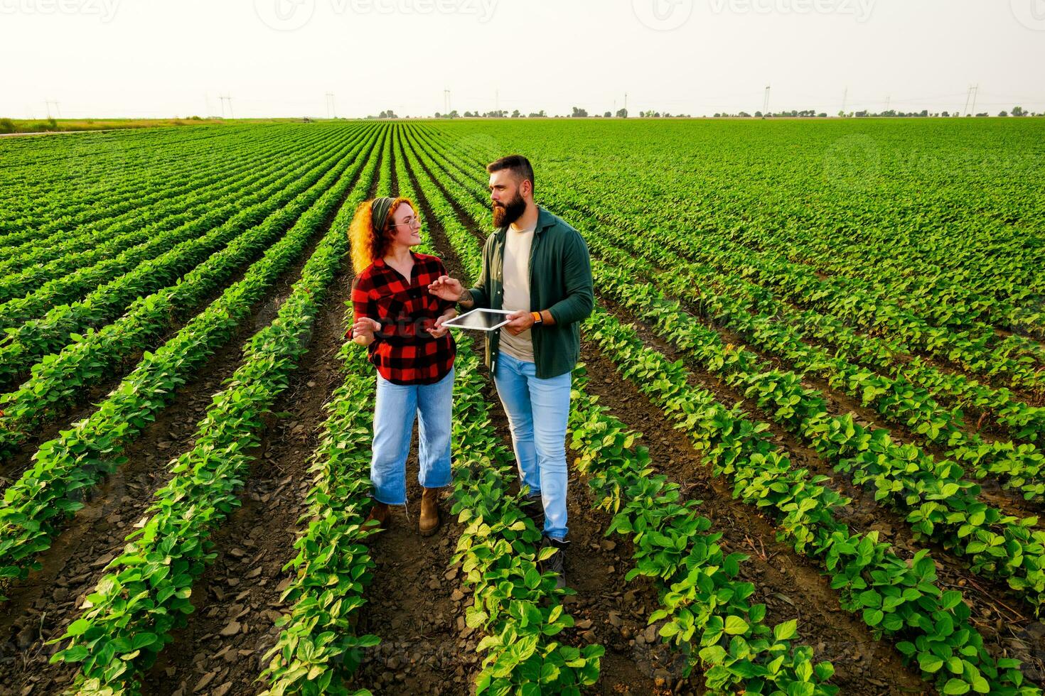 familie agrarisch bezigheid. Mens en vrouw zijn cultiveren soja. ze zijn onderzoeken de vooruitgang van planten. foto