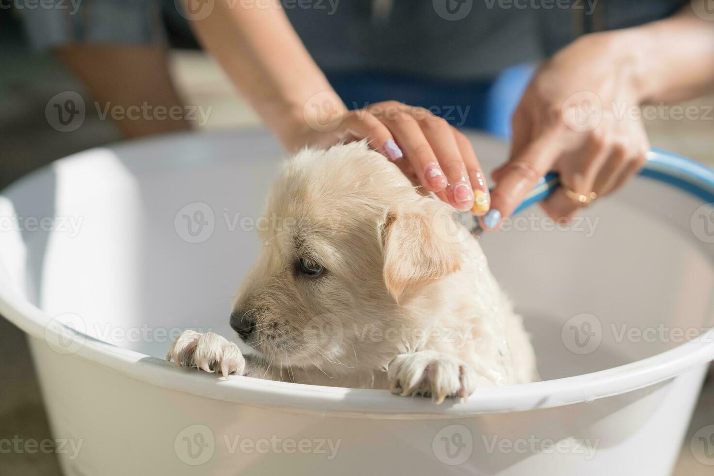 groomer baden, douche, uiterlijke verzorging met shampoo en water een schattig bruin puppy in bekken foto