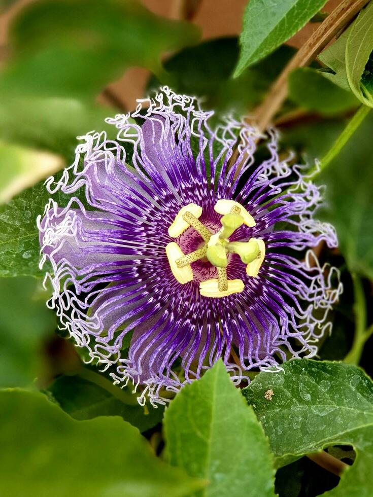 passiflora is een beklimming fabriek afkomstig van Amerika. deze fabriek kan worden gebruikt net zo een sier- fabriek passiflora vitifolia, paasflora racemosa en net zo voedsel voor passie fruit, passifora edulis foto