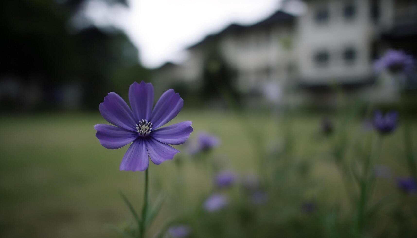 vers Purper madeliefje bloesem in groen weide, zomer buitenshuis schoonheid gegenereerd door ai foto