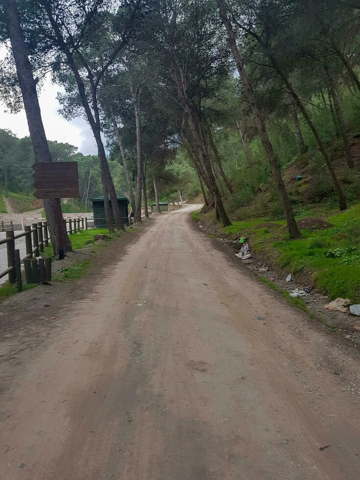 reizen langs de park bodem weg tussen dennen foto