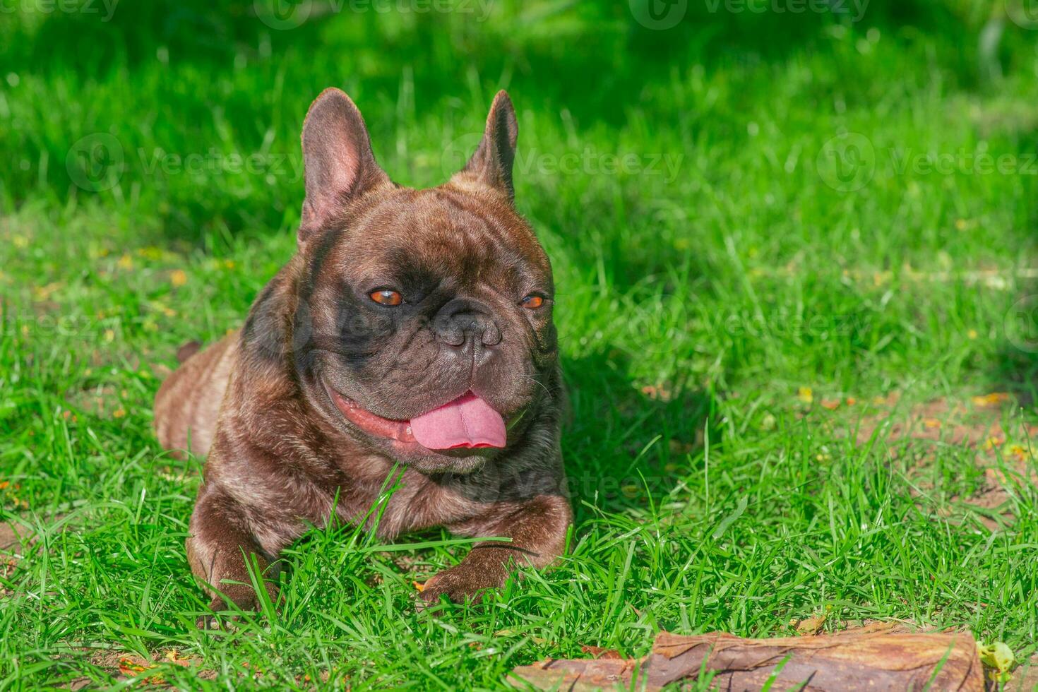 de hond van de Frans bulldog ras leugens Aan de groen gras. een huisdier, een dier. foto