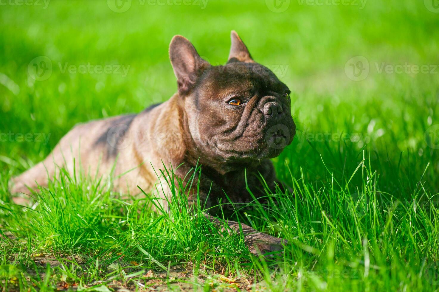 de hond van de Frans bulldog ras leugens Aan de groen gras. een huisdier, een dier. foto