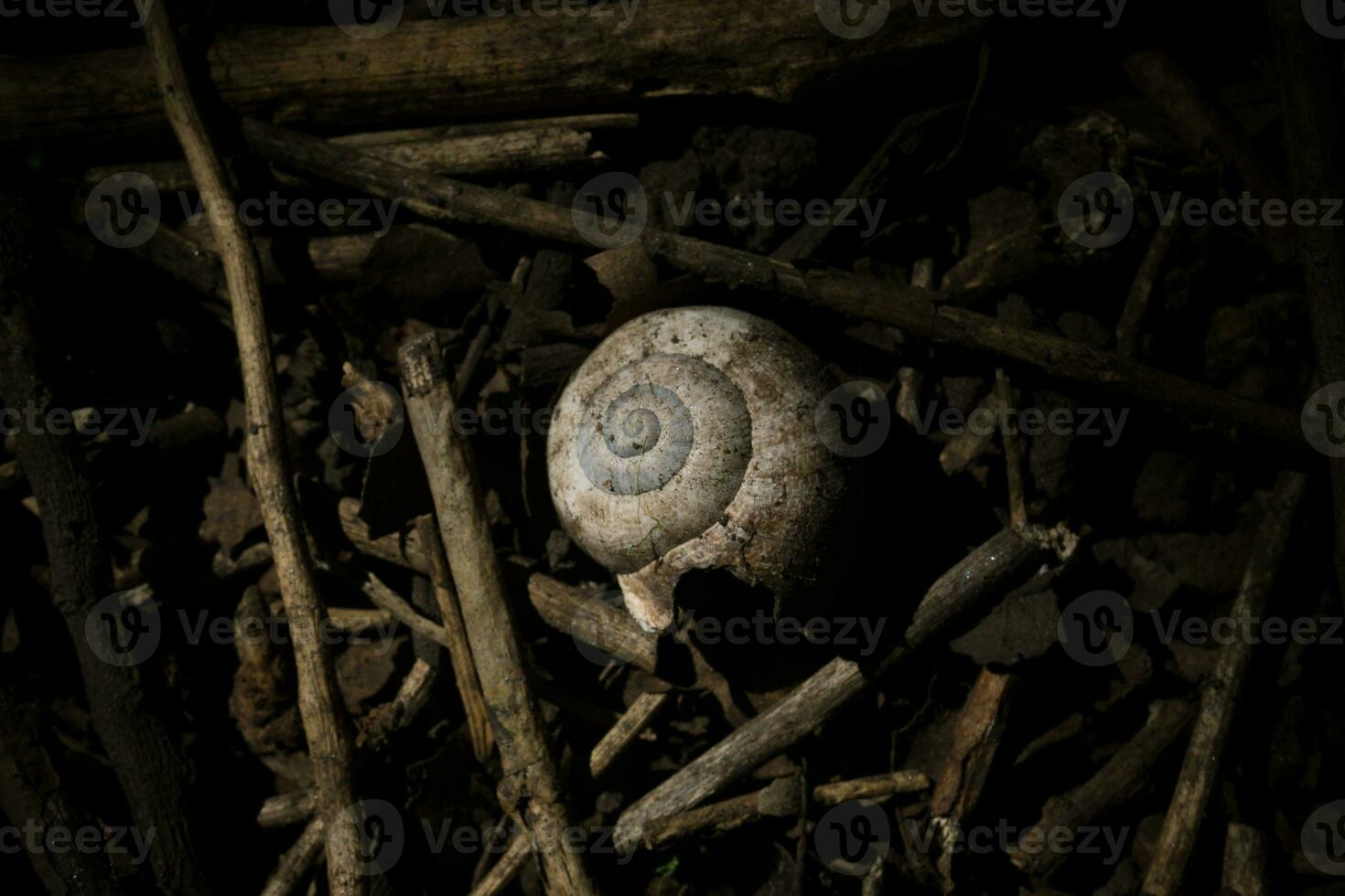 slak schelp Aan de grond foto