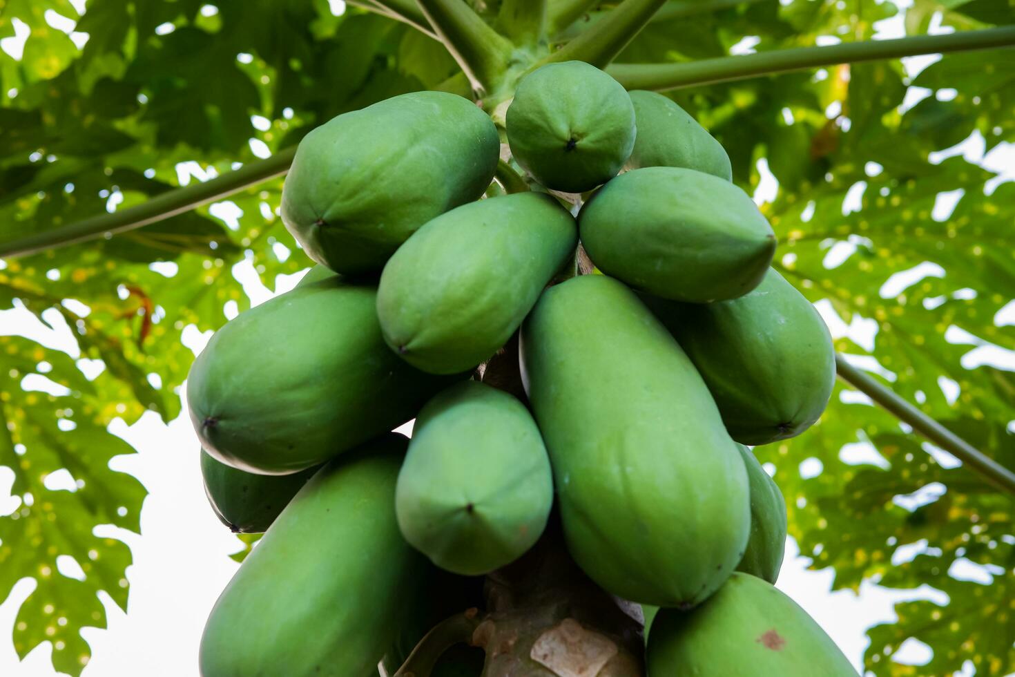 groen papaja fruit hangende Aan de boom met vervagen achtergrond foto