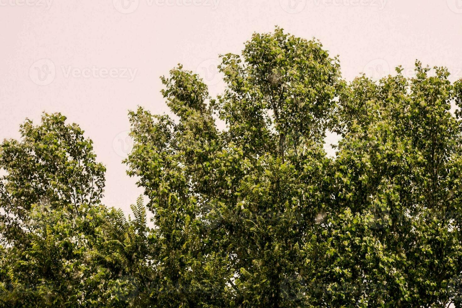 toneel- bomen visie foto