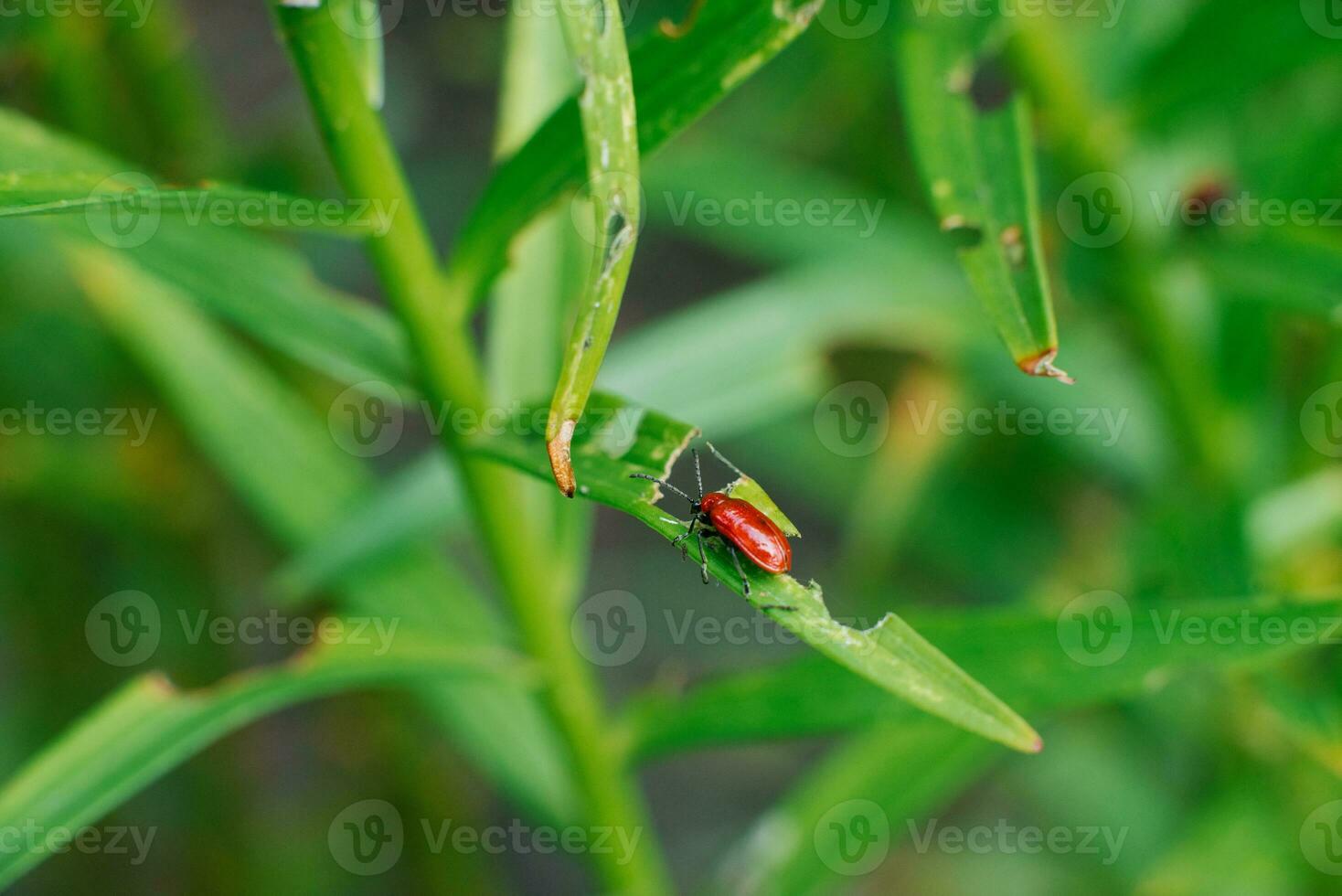 rood brandweerman kever Aan lelie bladeren. tuin ongedierte foto