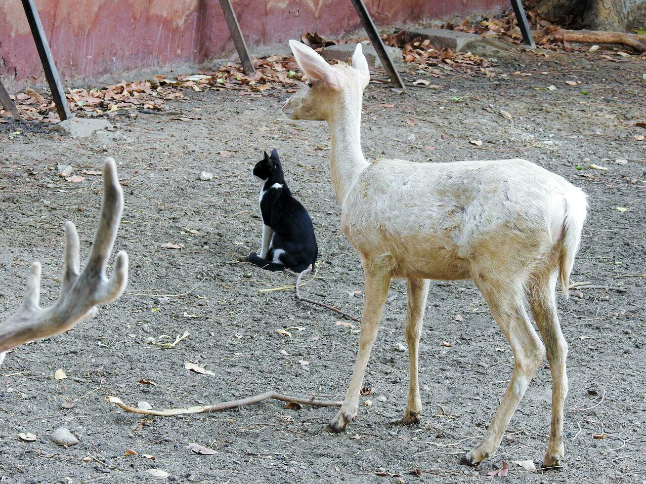 wit albino hert staand De volgende naar kat in Egypte dierentuin foto