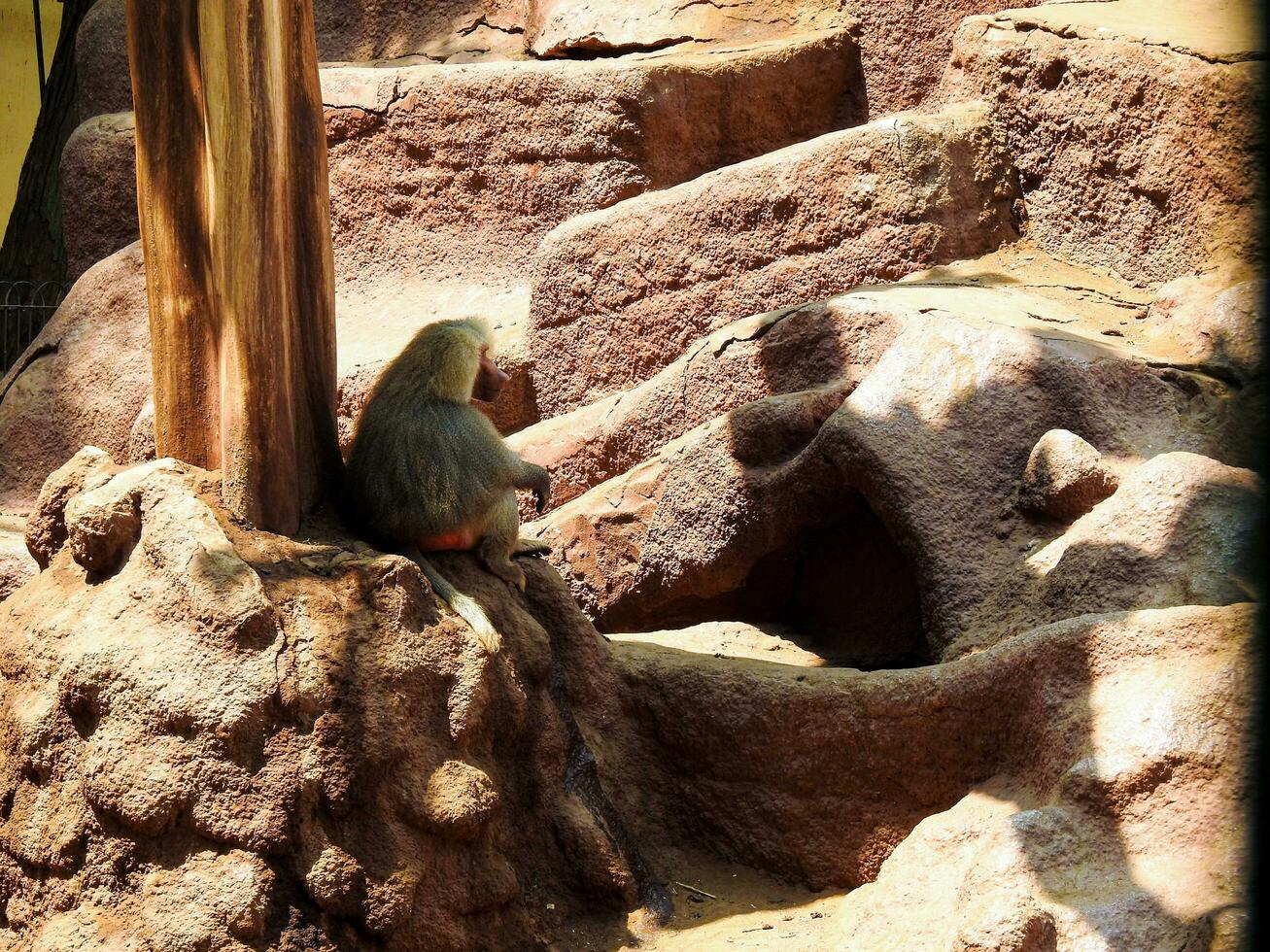 baviaan aap zittend Aan rotsen in de dierentuin foto