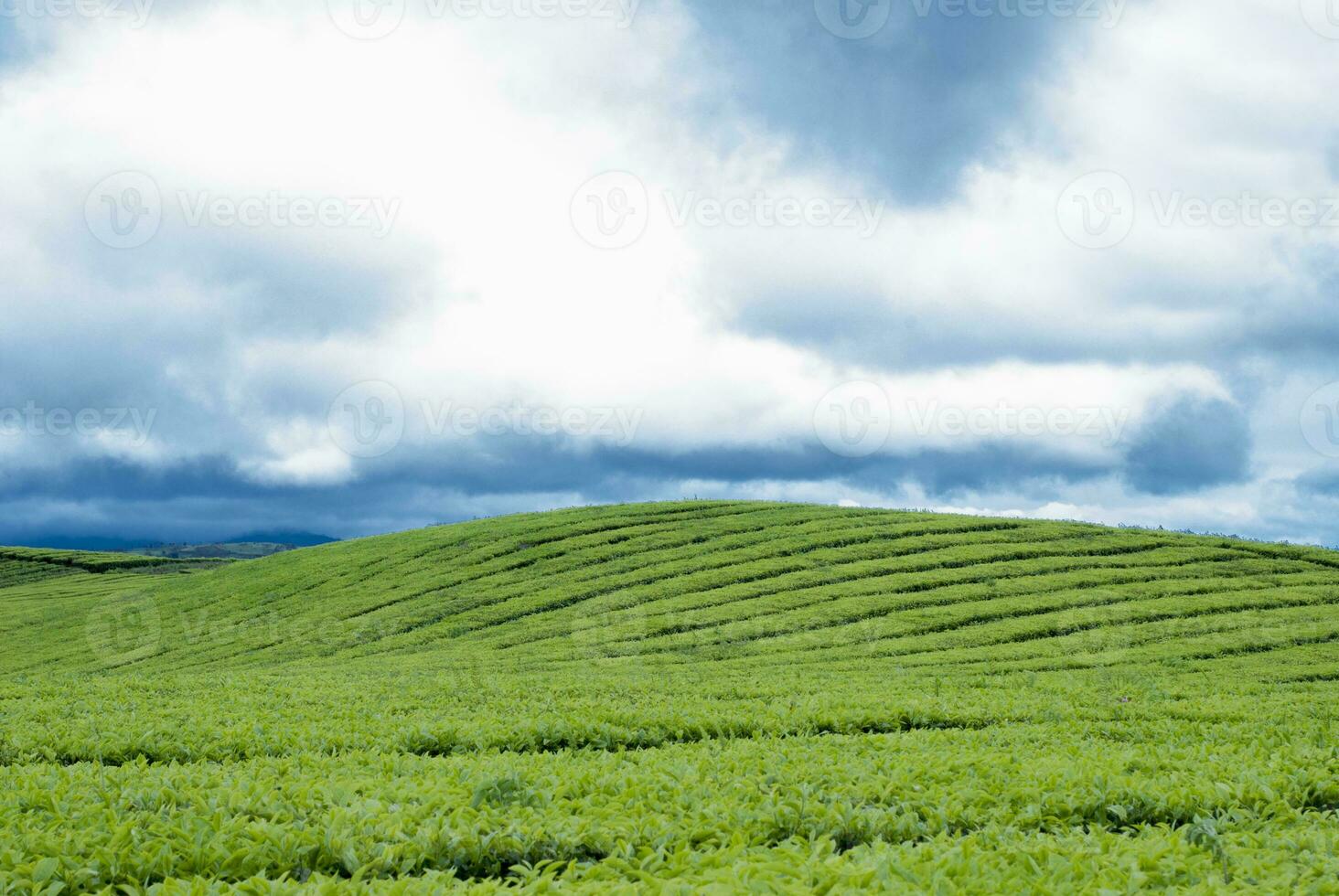 thee tuin in de Oppervlakte van monteren Kerinci, jambi, Indonesië foto