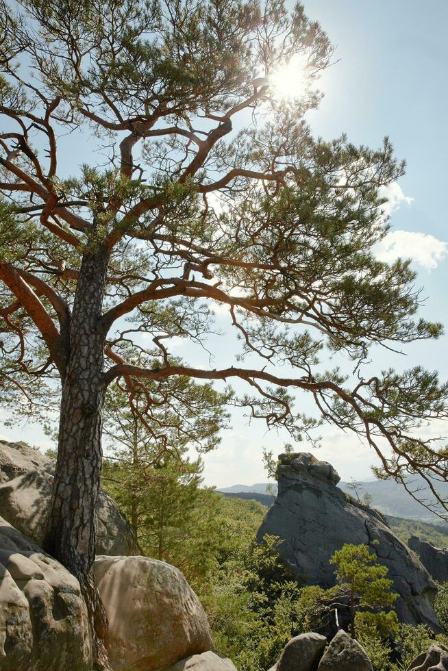 een pijnboom boom groeit Aan top van een rots in de bergen foto