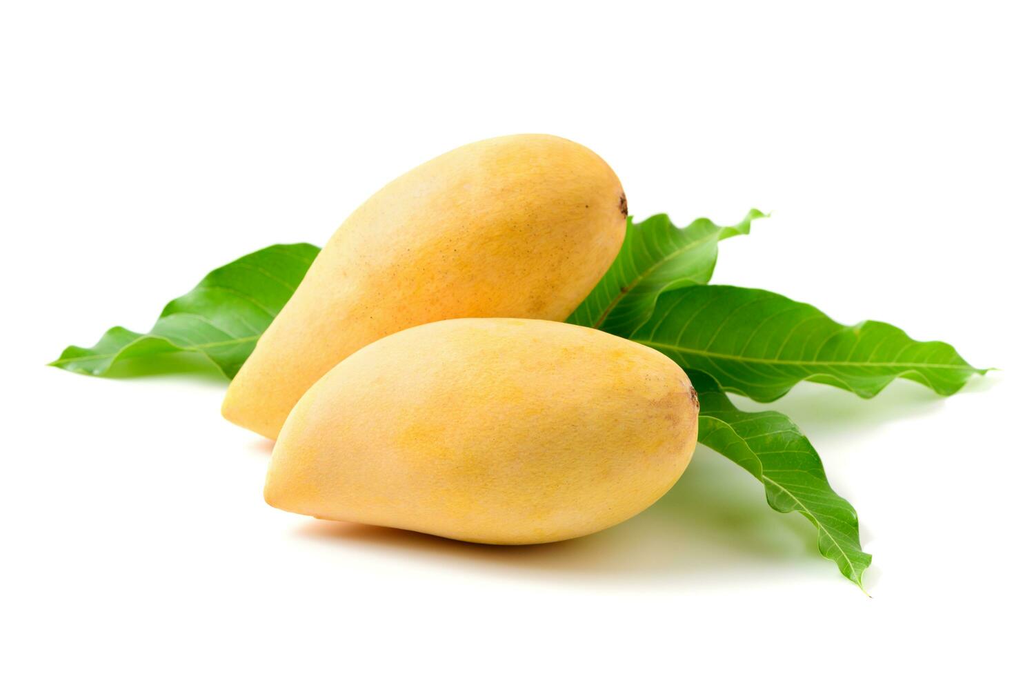 heerlijk twee rijp geel mango met groen blad geïsoleerd foto