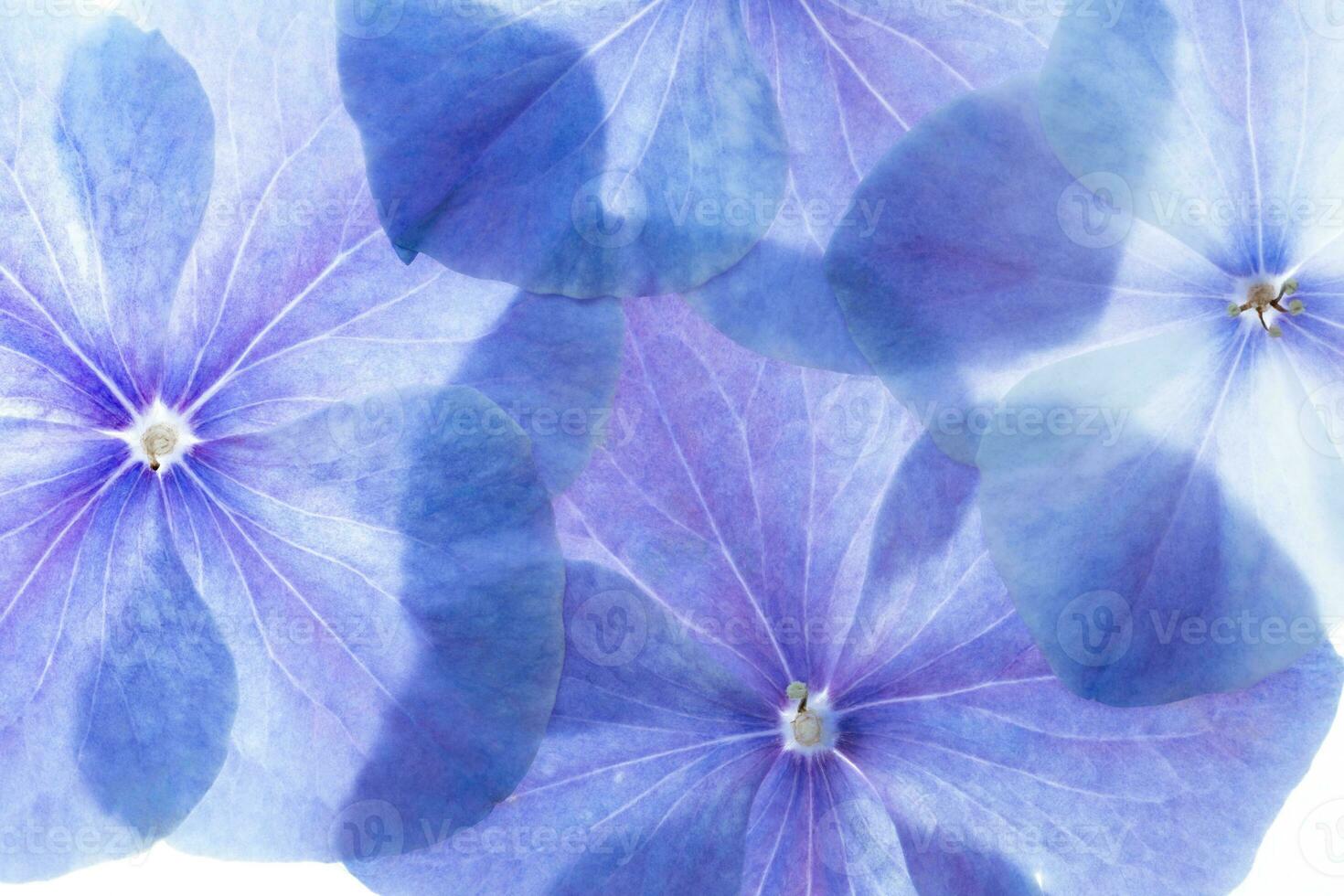 hortensia bloem achtergrond foto