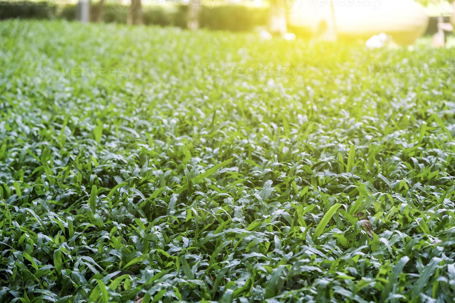 Maleisië gras in de tuin met zonlicht foto