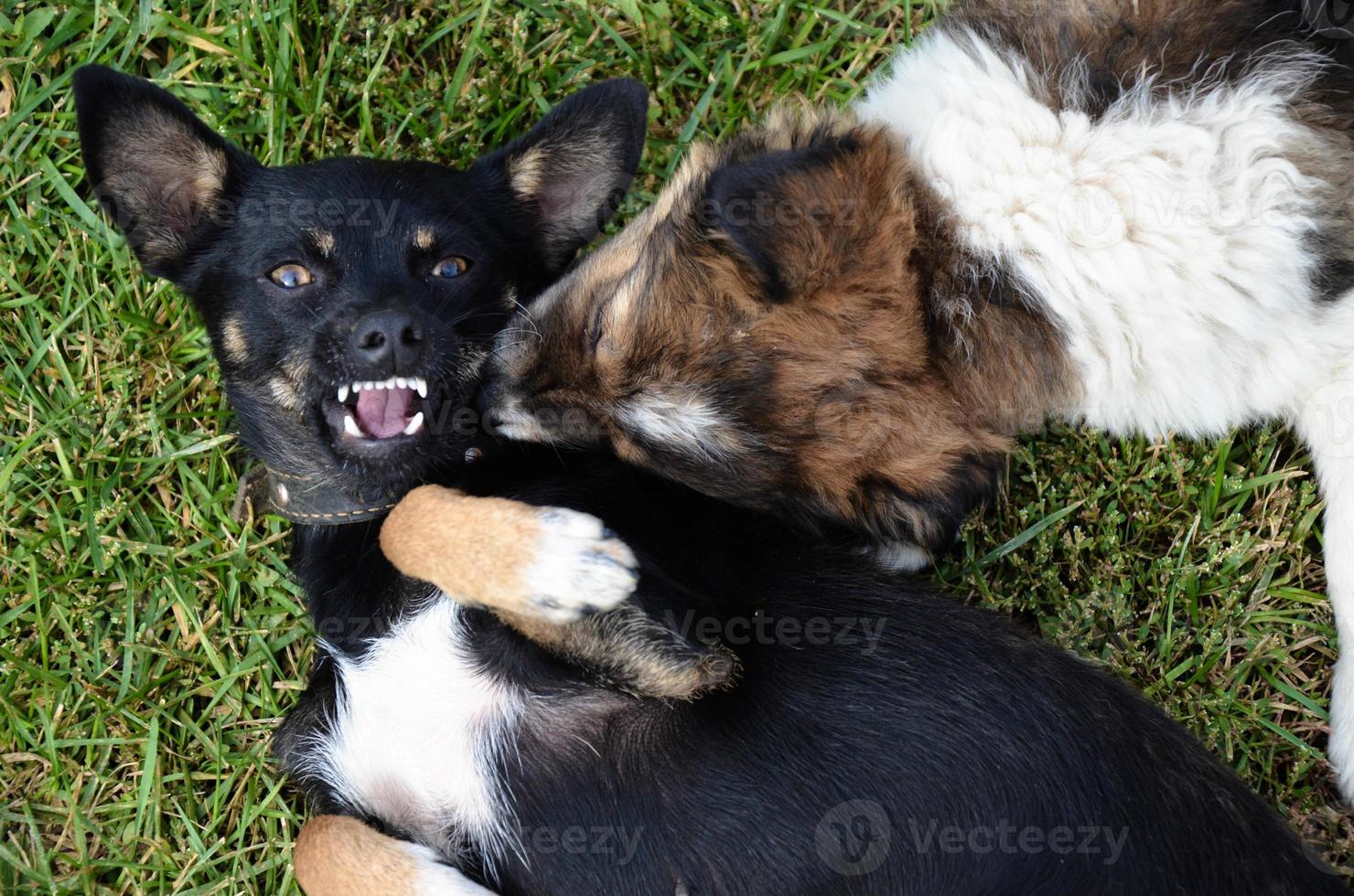 hond en puppy spelen in de zomer op het gras foto