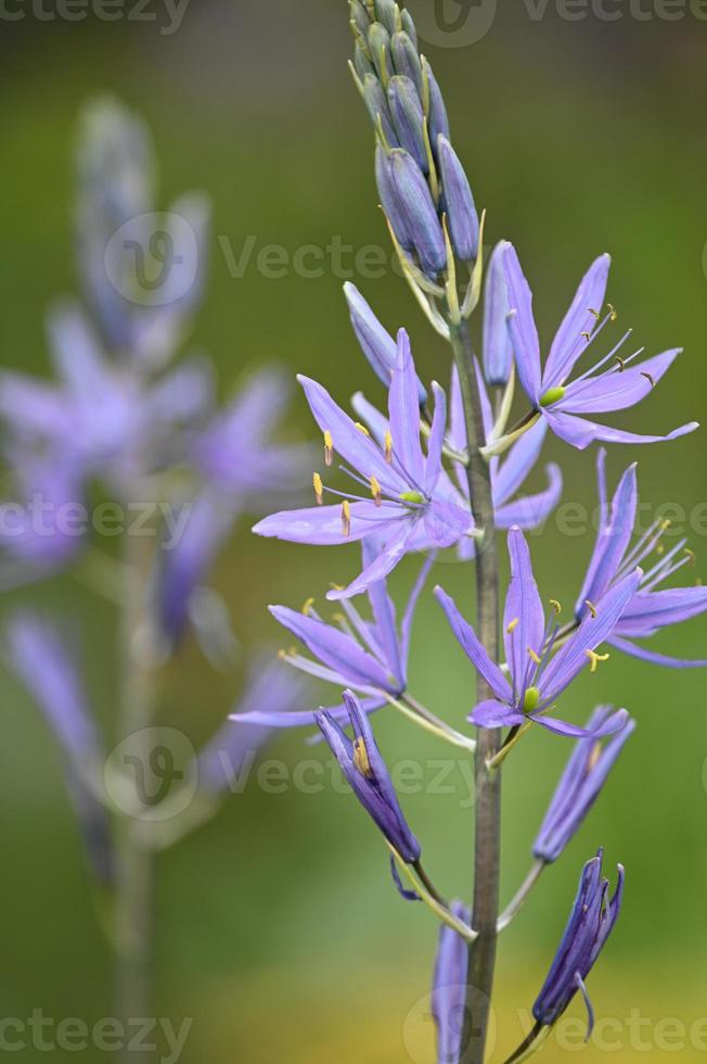 helderblauwe bloemen foto