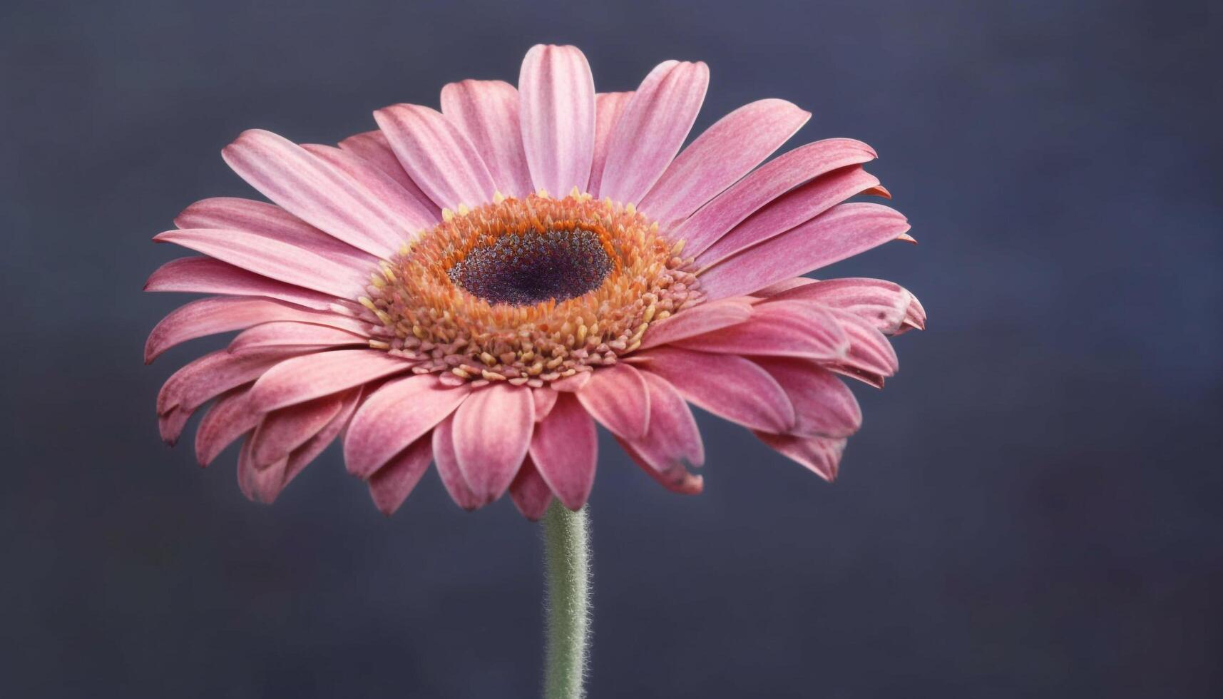 schoonheid in natuur gerbera madeliefje, single bloem, zomer, dichtbij omhoog gegenereerd door ai foto