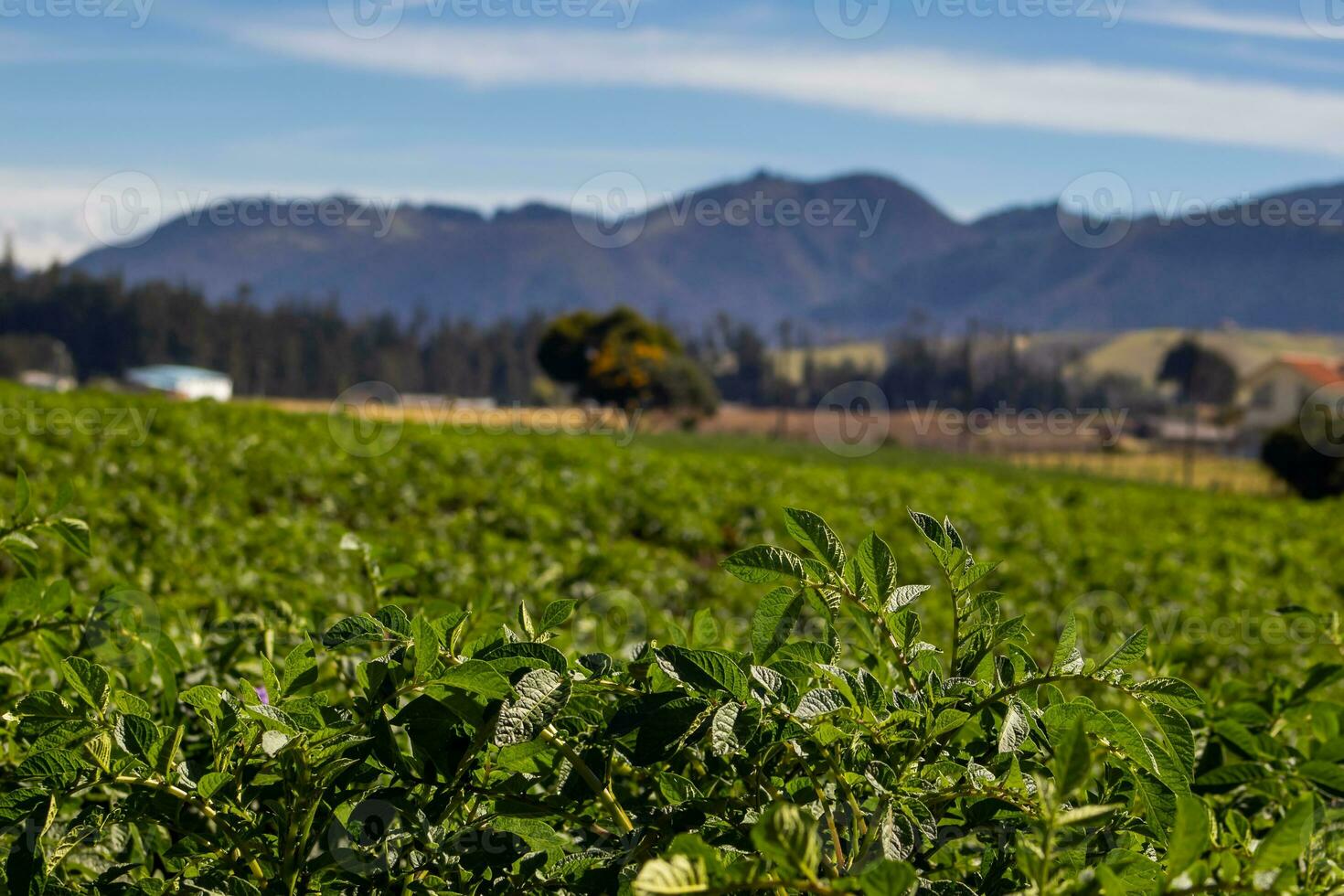 typisch aardappel veld- Bij la calera gemeente Bij de cundinamarca regio in Colombia foto