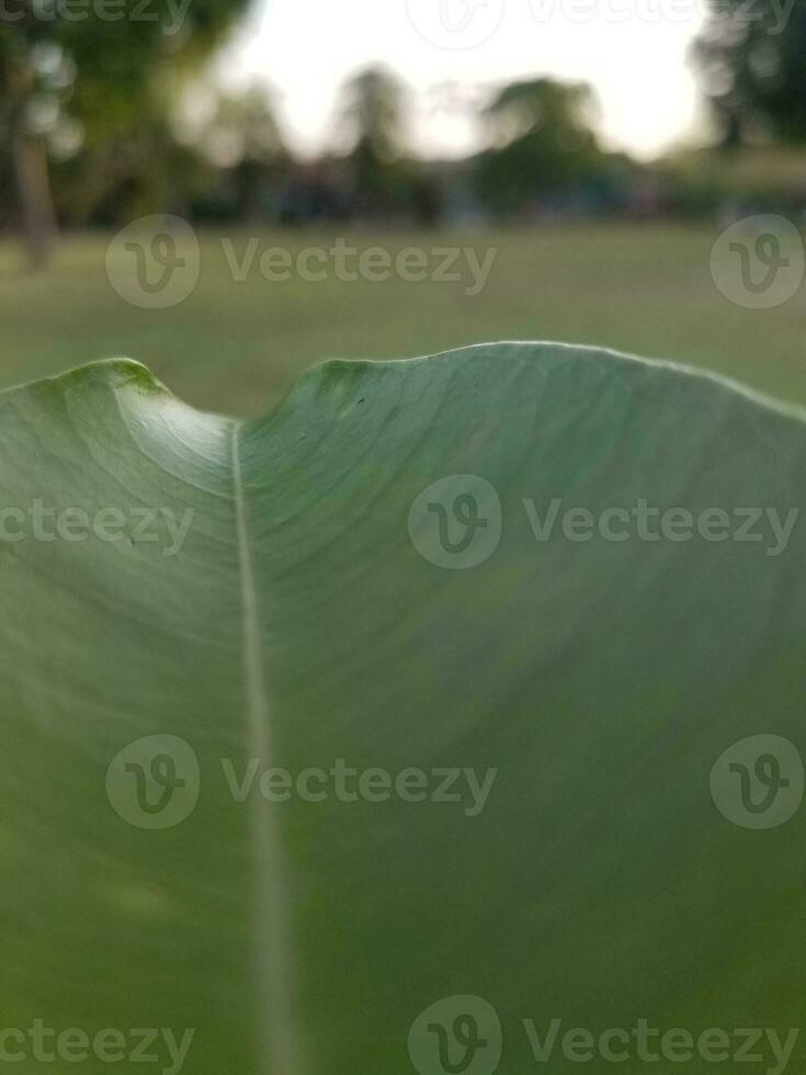 een paard getrokken vervoer algemeen gebeld een buggy foto