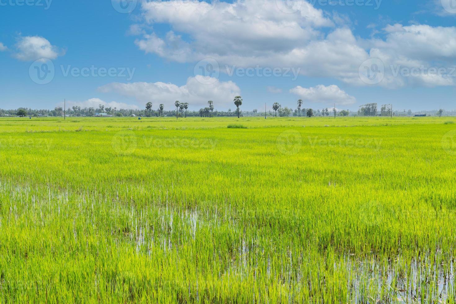 groen padieveld onder blauwe hemel in landelijk gebied van thailand foto