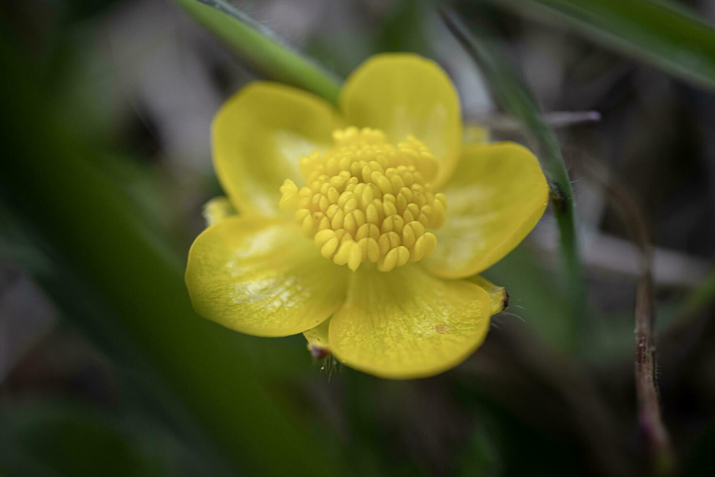 geel boterbloem bloem macro in de voorjaar Woud wazig groen en droog gras artistiek natuur backdrop foto