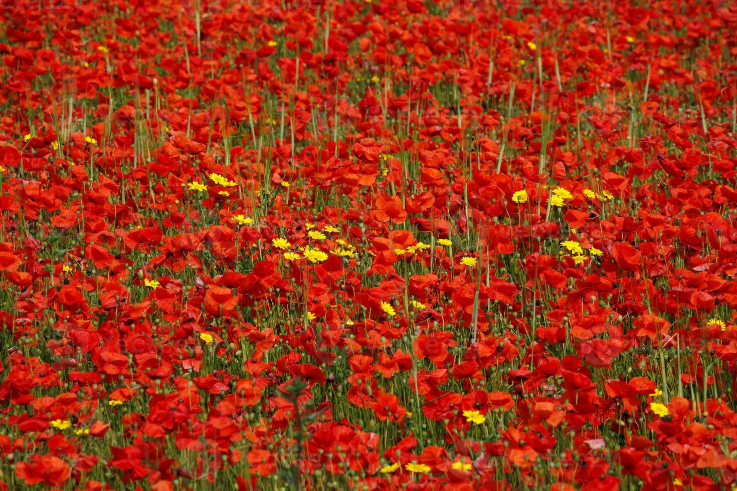 visie van klaprozen in bloeien in een veld- in west pentire Cornwall foto