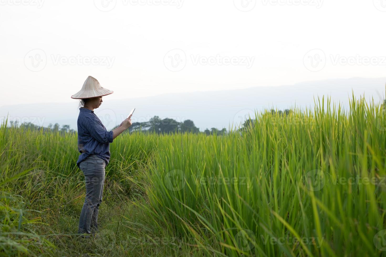 vrouwelijke boer die een digitale tablet gebruikt terwijl hij in groene rijstzaailingen zit op een rijstveld met prachtige lucht en wolken foto