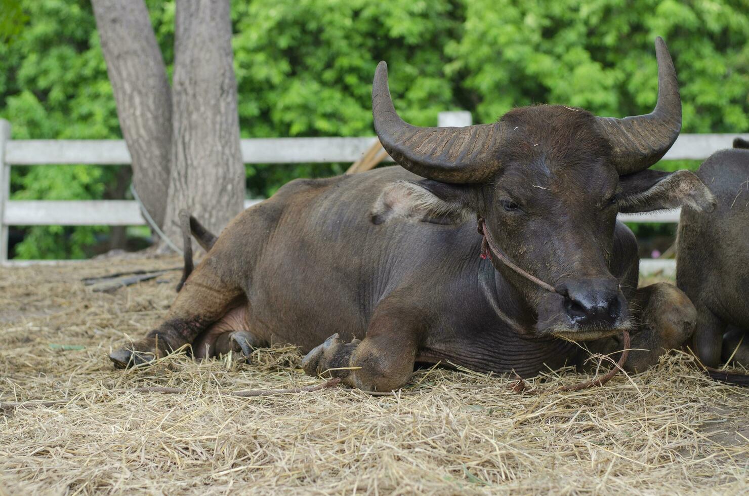 water buffel is zittend Aan de bruin gras. foto