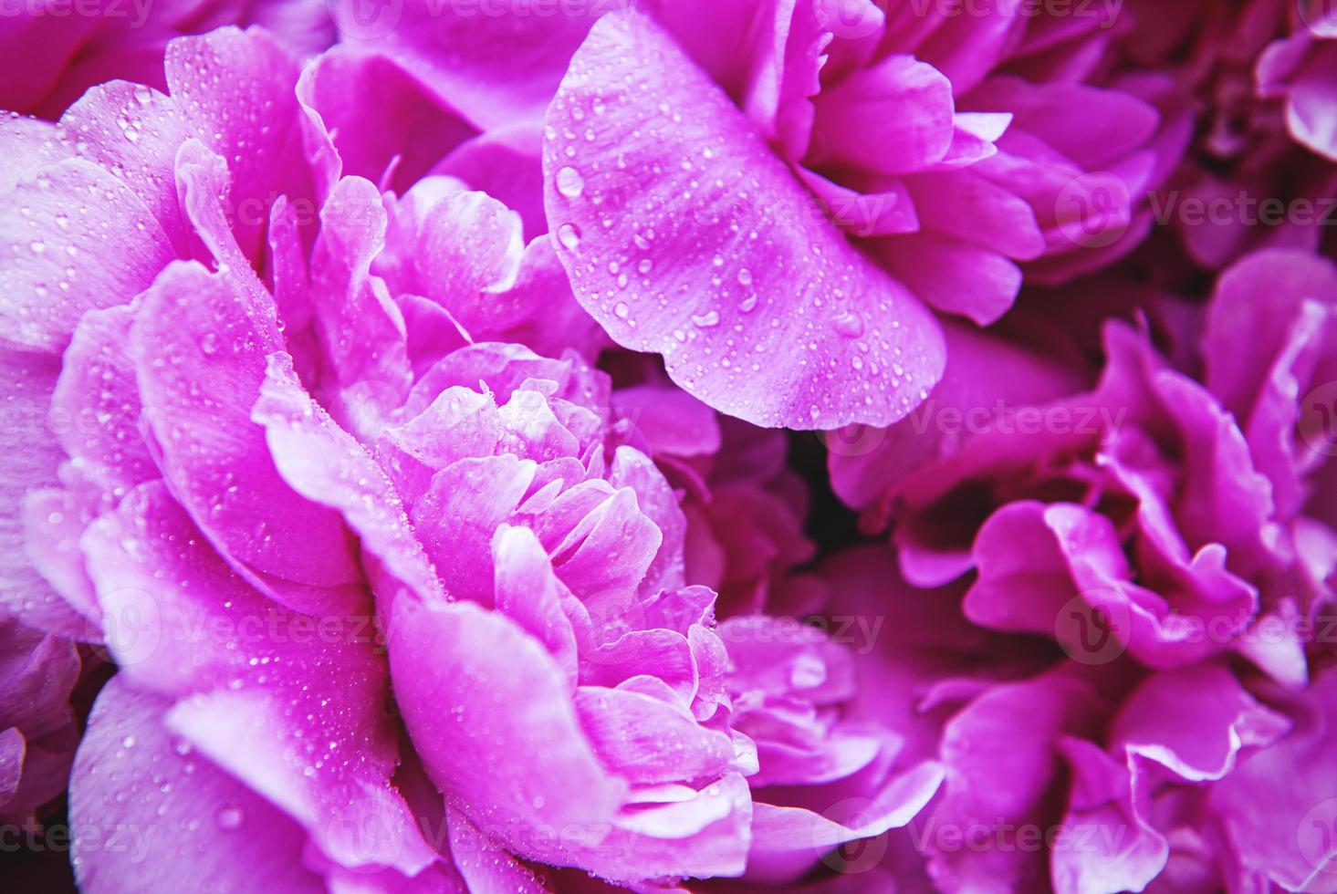 roze pioenrozen met druppels foto