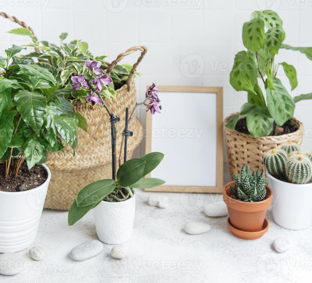 kamer gevuld met veel moderne planten foto