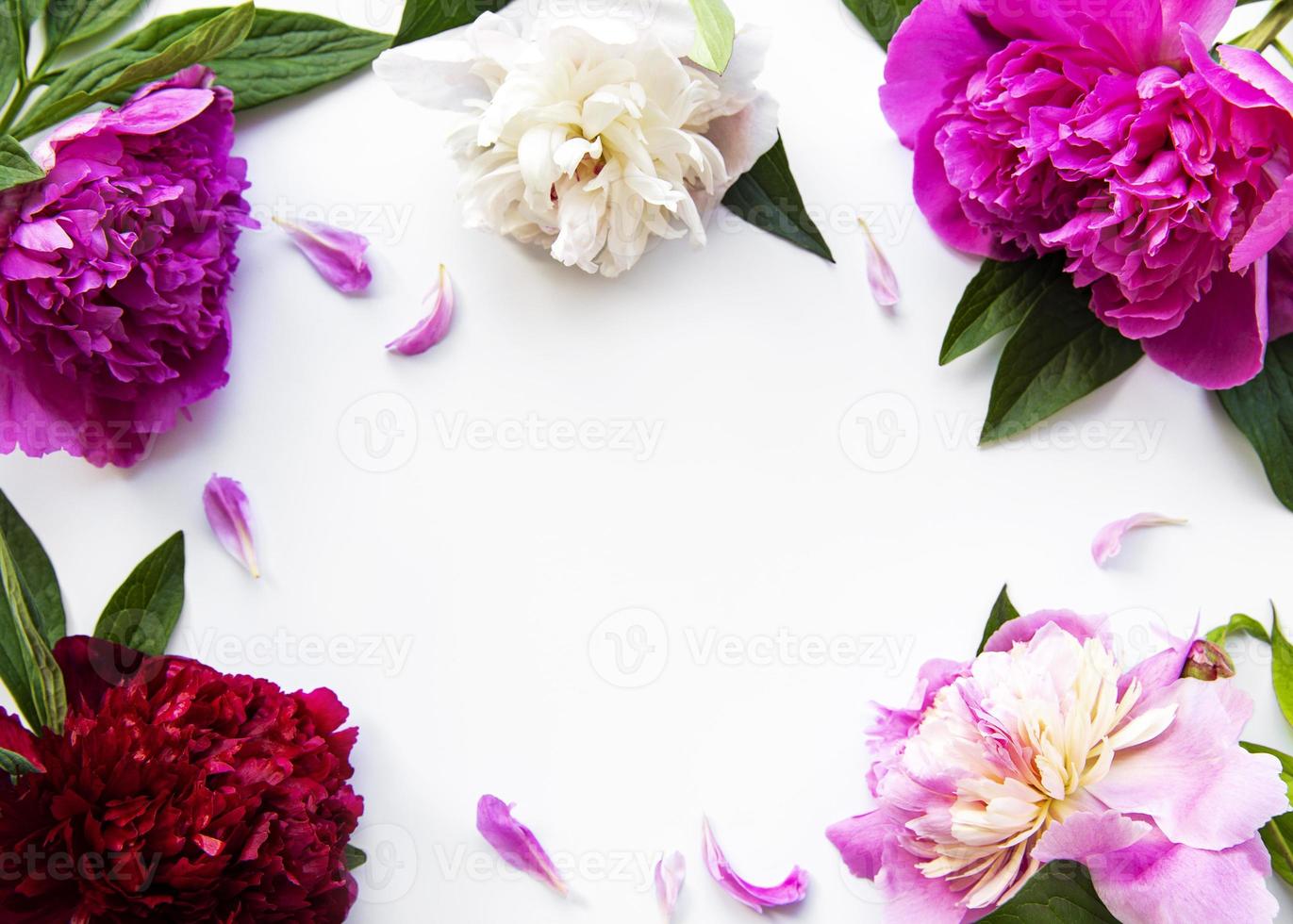 peony bloemen op een witte achtergrond foto